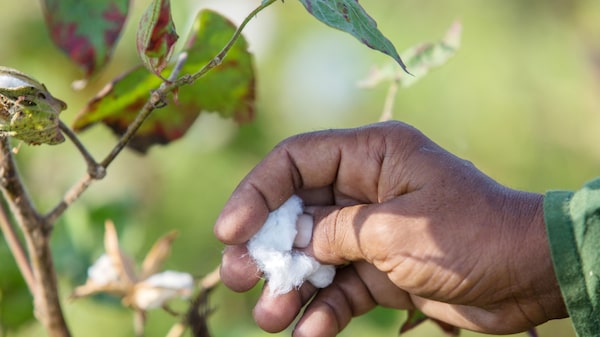 Brasil se convierte en el mayor exportador mundial de maíz y soja; le sigue el algodón Brasil se convierte en el mayor exportador mundial de maíz y soja; le sigue el algodón