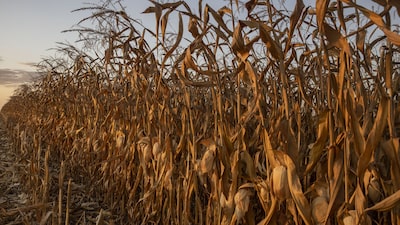 Ingredion quer dobrar produção em planta no Brasil com milho como alternativa ao açúcar Ingredion quer dobrar produção em planta no Brasil com milho como alternativa ao açúcar