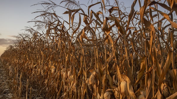 Coamo amplia financiamento a produtores para crescer diante de ‘tempestade perfeita’ Coamo amplia financiamento a produtores para crescer diante de ‘tempestade perfeita’