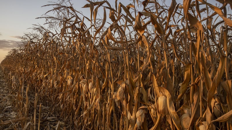 Ingredion quer dobrar produção em planta no Brasil com milho como alternativa ao açúcar Ingredion quer dobrar produção em planta no Brasil com milho como alternativa ao açúcar