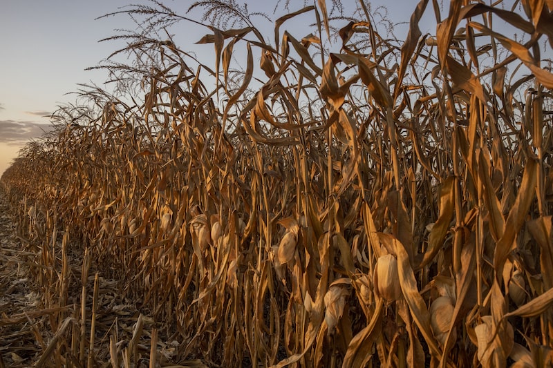Plantação de milho em Mato Grosso Plantação de milho em Mato Grosso