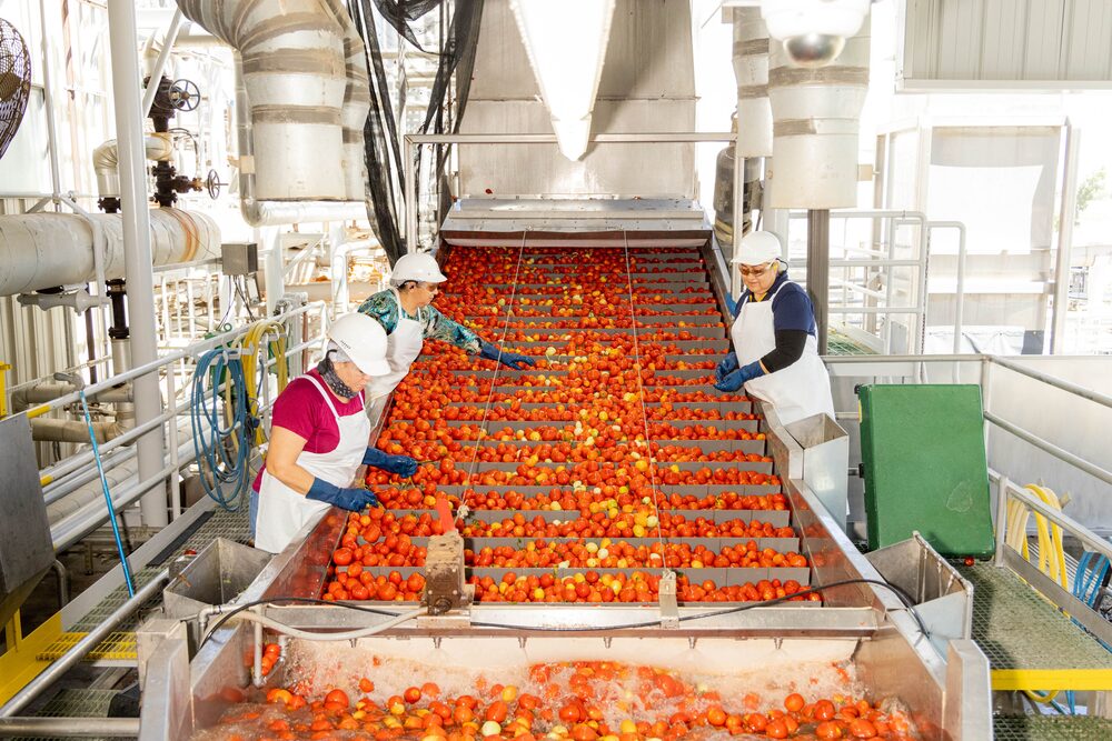 Tomates na Morning Star Packing Company em Los Banos, na Califórnia (Foto: Jason Henry/Bloomberg)
Tomates na Morning Star Packing Company em Los Banos, na Califórnia (Foto: Jason Henry/Bloomberg)