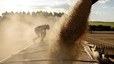 La masiva producción de soja de Brasil amenaza con un excedente global y precios a la baja La masiva producción de soja de Brasil amenaza con un excedente global y precios a la baja