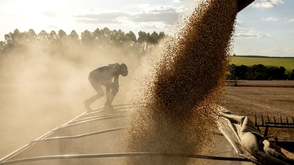 La masiva producción de soja de Brasil amenaza con un excedente global y precios a la baja La masiva producción de soja de Brasil amenaza con un excedente global y precios a la baja