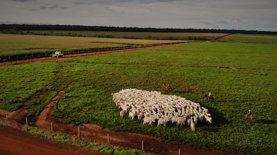 Como a Roncador se tornou referência no agro com foco na pecuária sustentável Como a Roncador se tornou referência no agro com foco na pecuária sustentável