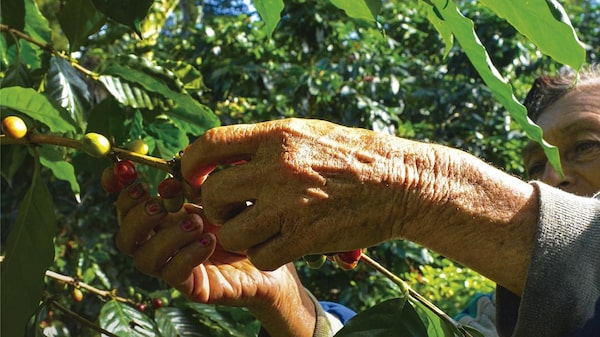 Los municipios con los 25 mejores cafés de Honduras en 2022 Los municipios con los 25 mejores cafés de Honduras en 2022