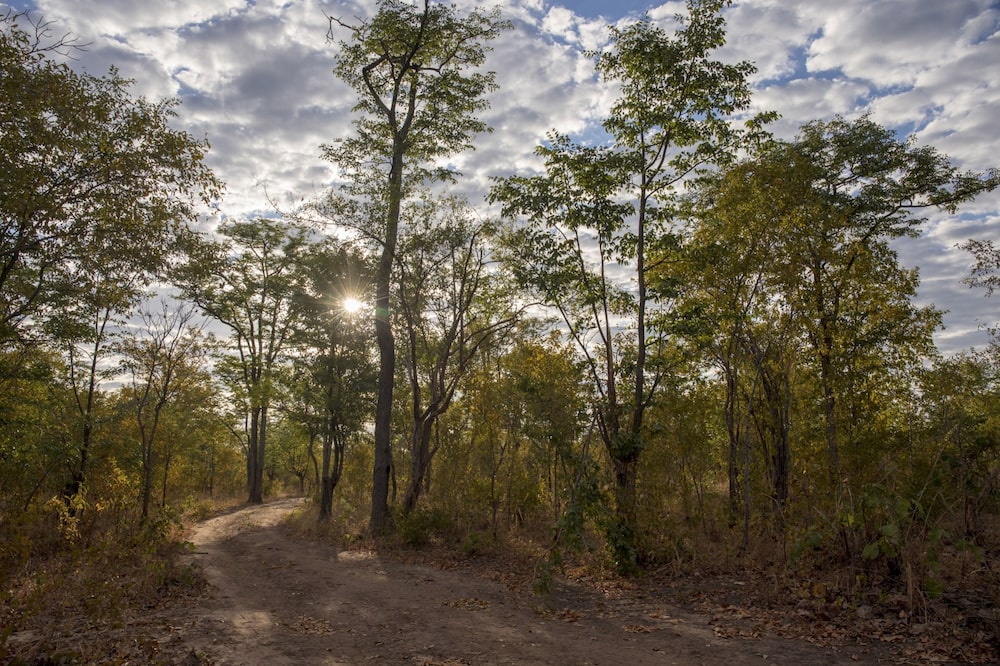 These trees near Mbire, Zimbabwe, shown in 2021, faced likely annihilation, according to the carbon project financed by South Pole. These trees near Mbire, Zimbabwe, shown in 2021, faced likely annihilation, according to the carbon project financed by South Pole.