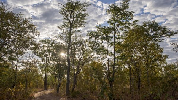 Faulty Credits Tarnish South Pole’s Billion-Dollar Carbon Offsets Faulty Credits Tarnish South Pole’s Billion-Dollar Carbon Offsets