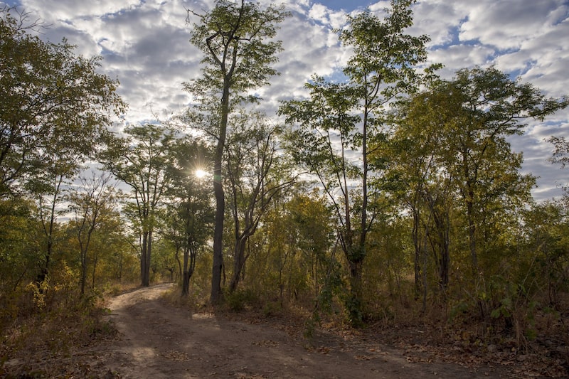 These trees near Mbire, Zimbabwe, shown in 2021, faced likely annihilation, according to the carbon project financed by South Pole. These trees near Mbire, Zimbabwe, shown in 2021, faced likely annihilation, according to the carbon project financed by South Pole.