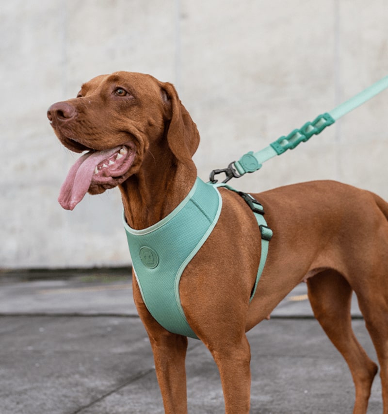 Zee Dog, adquirida pela Petz, vende produtos para cachorros em seu site Zee Dog, adquirida pela Petz, vende produtos para cachorros em seu site