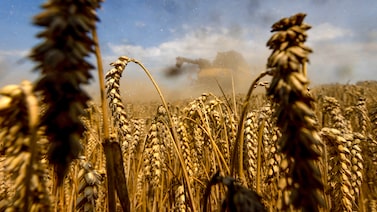 El trigo sube ante expectativas de menores existencias en el informe mensual del USDA El trigo sube ante expectativas de menores existencias en el informe mensual del USDA
