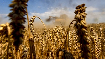 El trigo sube ante expectativas de menores existencias en el informe mensual del USDA El trigo sube ante expectativas de menores existencias en el informe mensual del USDA