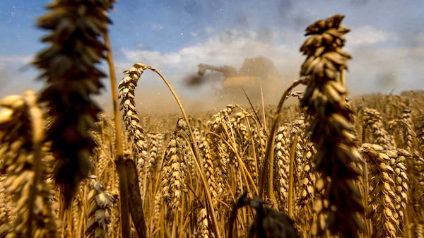El trigo sube ante expectativas de menores existencias en el informe mensual del USDA El trigo sube ante expectativas de menores existencias en el informe mensual del USDA
