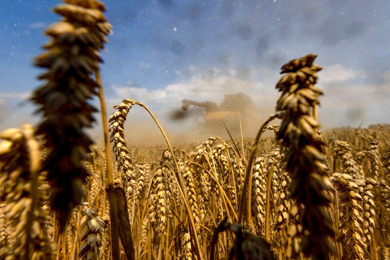 Wheat harvest at the fields of Gut Stffin GmbH & Co. KG, in Stffin, Germany, on Sunday, July 21, 2024. Photographer: Krisztian Bocsi Wheat harvest at the fields of Gut Stffin GmbH & Co. KG, in Stffin, Germany, on Sunday, July 21, 2024. Photographer: Krisztian Bocsi