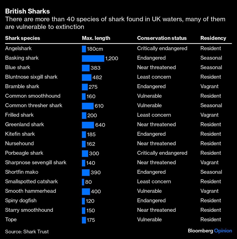 Hay más de 40 especies en aguas británicas, muchas de ellas vulnerables a la extinción Hay más de 40 especies en aguas británicas, muchas de ellas vulnerables a la extinción