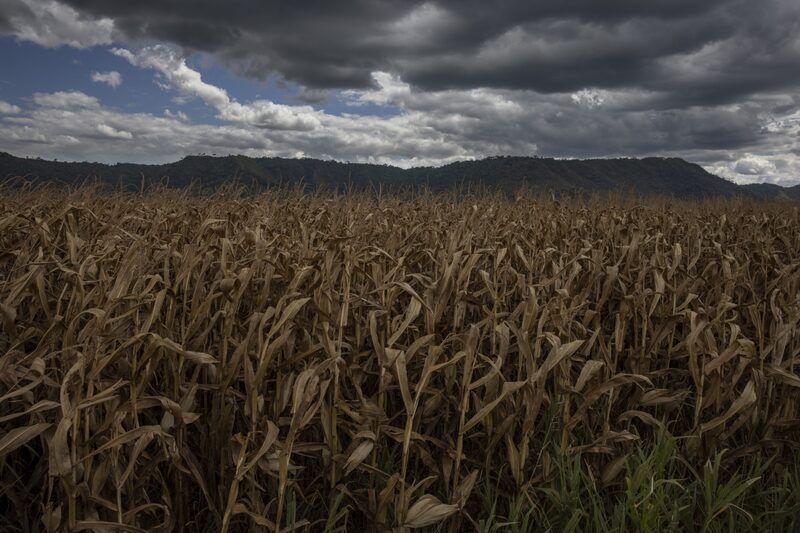 Plantação de milho no Brasil Plantação de milho no Brasil