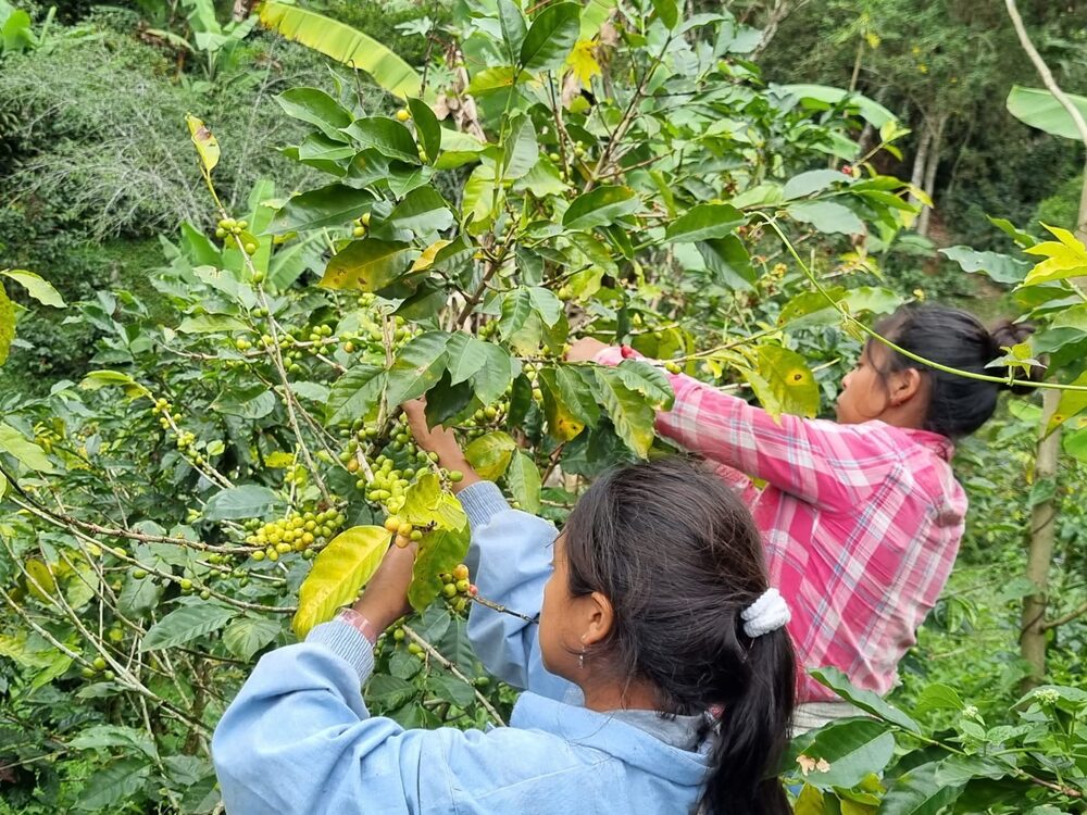 Cafetaleras en Olancho, al oriente de Honduras. Cafetaleras en Olancho, al oriente de Honduras.