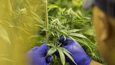 Setor de cannabis dos EUA esbarra em endividamento enquanto busca lucro consistente Setor de cannabis dos EUA esbarra em endividamento enquanto busca lucro consistente