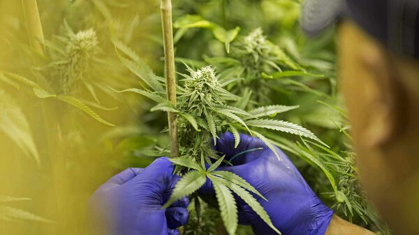 Setor de cannabis dos EUA esbarra em endividamento enquanto busca lucro consistente Setor de cannabis dos EUA esbarra em endividamento enquanto busca lucro consistente