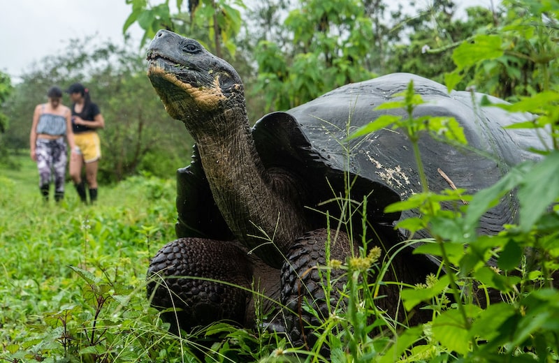 Galápago, Ecuador Galápago, Ecuador