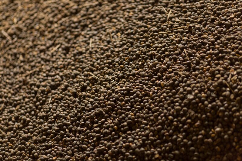 Granos de café en una instalación en Jacutinga, estado de Minas Gerais, Brasil. Fotógrafo: Rodrigo Capote/Bloomberg. Granos de café en una instalación en Jacutinga, estado de Minas Gerais, Brasil. Fotógrafo: Rodrigo Capote/Bloomberg.