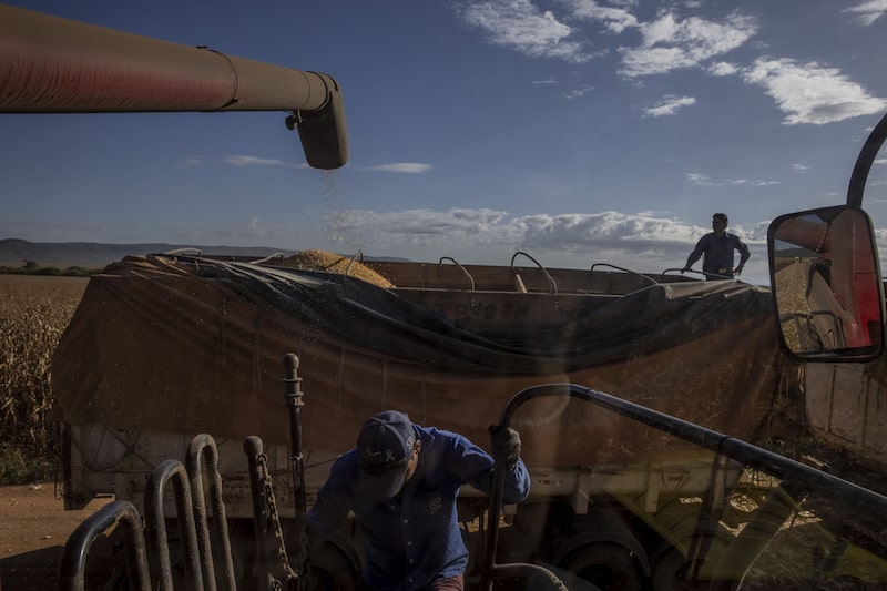Plantação no Pará, no Brasil Plantação no Pará, no Brasil