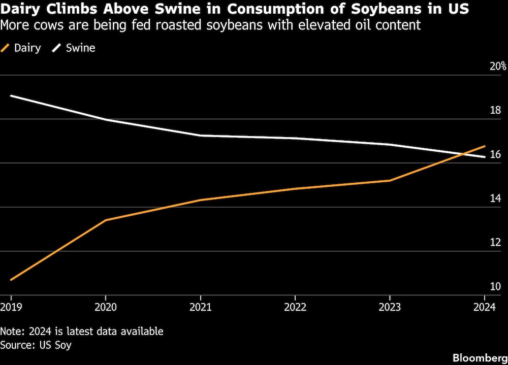 Dairy Climbs Above Swine in Consumption of Soybeans in US | More cows are being fed roasted soybeans with elevated oil content Dairy Climbs Above Swine in Consumption of Soybeans in US | More cows are being fed roasted soybeans with elevated oil content