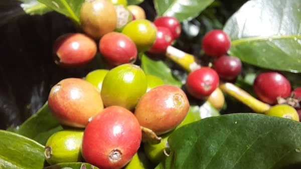 Panamá incrementa la importación de café por desabastecimiento a 90 mil quintales Panamá incrementa la importación de café por desabastecimiento a 90 mil quintales