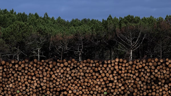 Los bosques tropicales talados son fuentes netas de carbono durante años: estudio Los bosques tropicales talados son fuentes netas de carbono durante años: estudio