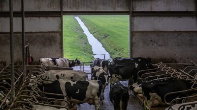 Dilema na Holanda: cortar poluição por nitrogênio ou pagar multa de US$ 10 mi Dilema na Holanda: cortar poluição por nitrogênio ou pagar multa de US$ 10 mi