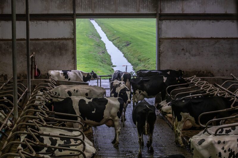 O Estado “age ilegalmente” ao não impedir os danos ambientais em áreas protegidas “devido ao nitrogênio”, disseram os juízes em uma decisão em Haia nesta quarta-feira (22) (Foto: Patrick Van Oosterom) O Estado “age ilegalmente” ao não impedir os danos ambientais em áreas protegidas “devido ao nitrogênio”, disseram os juízes em uma decisão em Haia nesta quarta-feira (22) (Foto: Patrick Van Oosterom)
