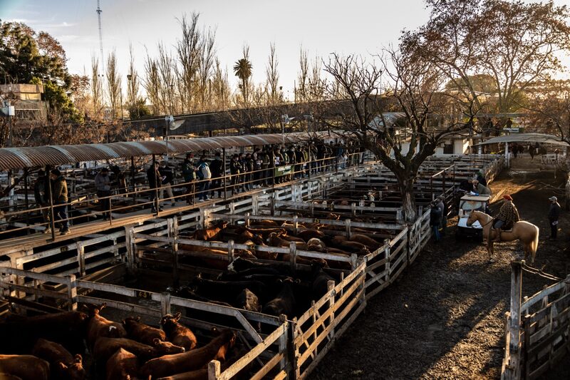Mercado de carne en Argentina Mercado de carne en Argentina