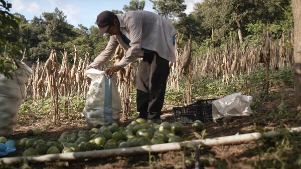 El plan para vencer la crisis climática en el ‘Corredor Seco’ centroamericano El plan para vencer la crisis climática en el ‘Corredor Seco’ centroamericano