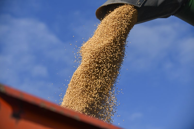 Jim Strine trabaja en la cosecha de soja en su granja familiar en Trenton, Misuri (EE. UU.), el jueves 9 de octubre de 2025. Jim Strine trabaja en la cosecha de soja en su granja familiar en Trenton, Misuri (EE. UU.), el jueves 9 de octubre de 2025.