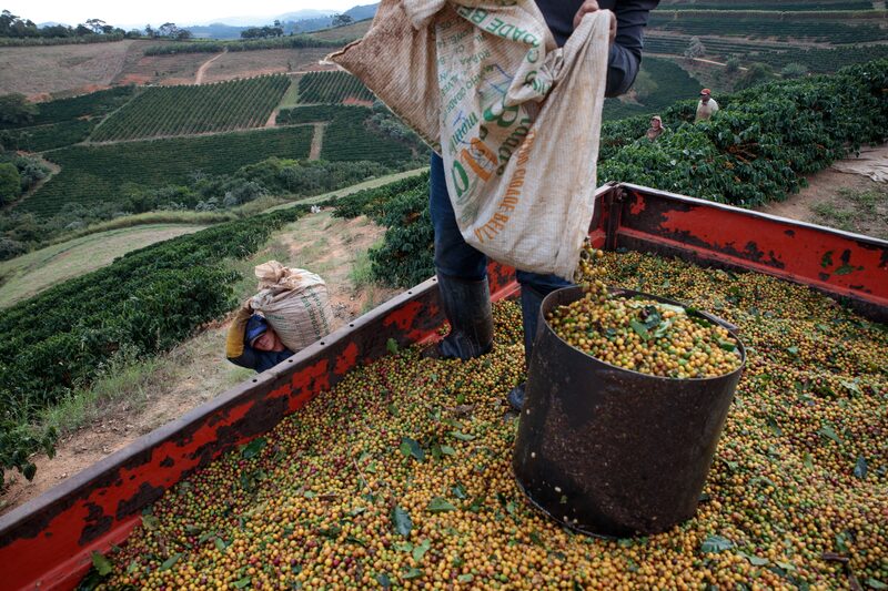 Produção de café no Brasil Produção de café no Brasil