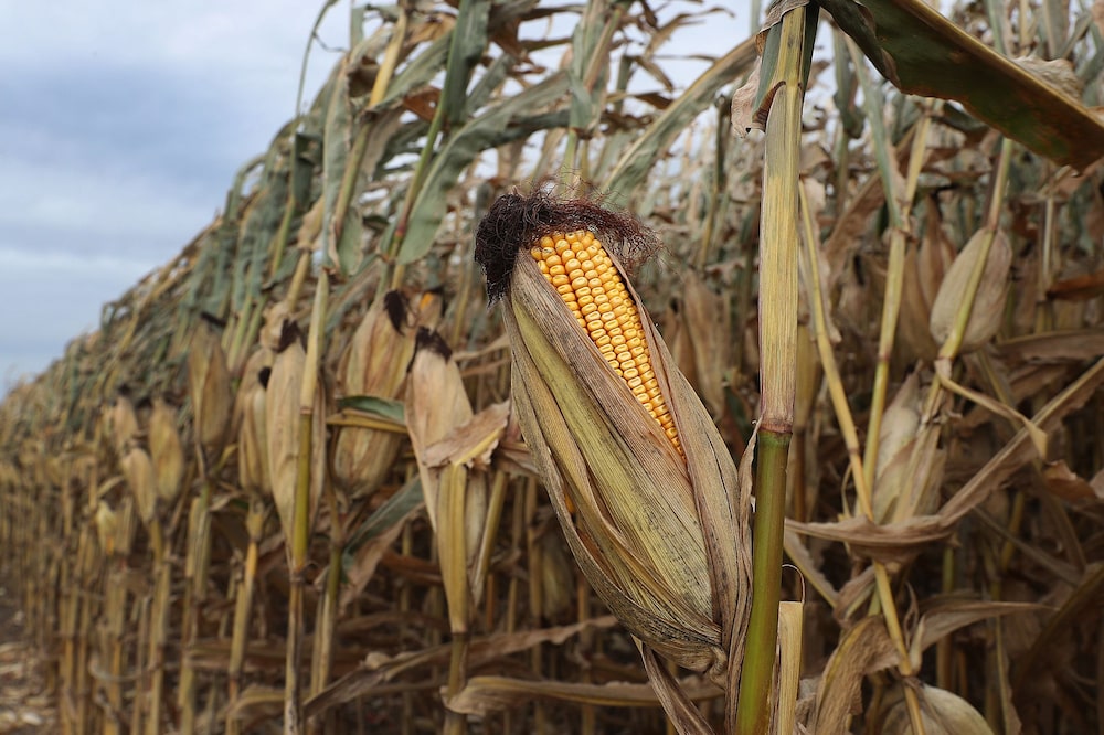 La exportación de maíz de EE.UU. crece al tiempo que muchos recurren a su mayor exportador y productor. La exportación de maíz de EE.UU. crece al tiempo que muchos recurren a su mayor exportador y productor.