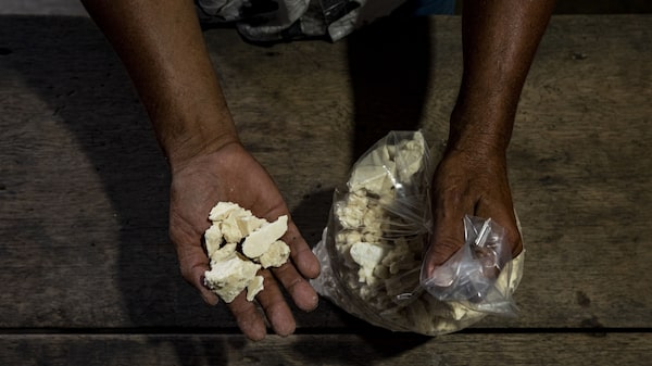 Cocaína producida en Colombia alcanzó 1.700 toneladas: hectáreas de coca subieron 13% Cocaína producida en Colombia alcanzó 1.700 toneladas: hectáreas de coca subieron 13%
