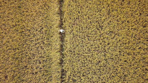 Cambio climático borraría zonas aptas para cultivo de arroz en Colombia Cambio climático borraría zonas aptas para cultivo de arroz en Colombia
