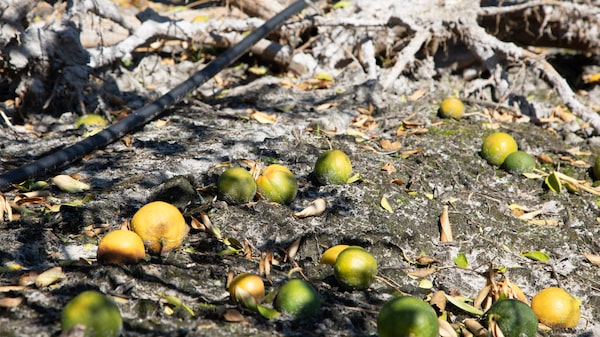 Furacão Milton afeta produtores de laranja da Flórida no pior momento do ano Furacão Milton afeta produtores de laranja da Flórida no pior momento do ano