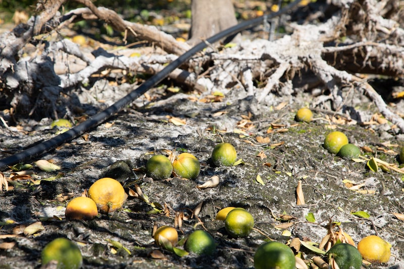 produção de laranjas na Flórida produção de laranjas na Flórida