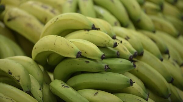 El banano de Ecuador, al borde de una feroz crisis por el cierre de mercados El banano de Ecuador, al borde de una feroz crisis por el cierre de mercados