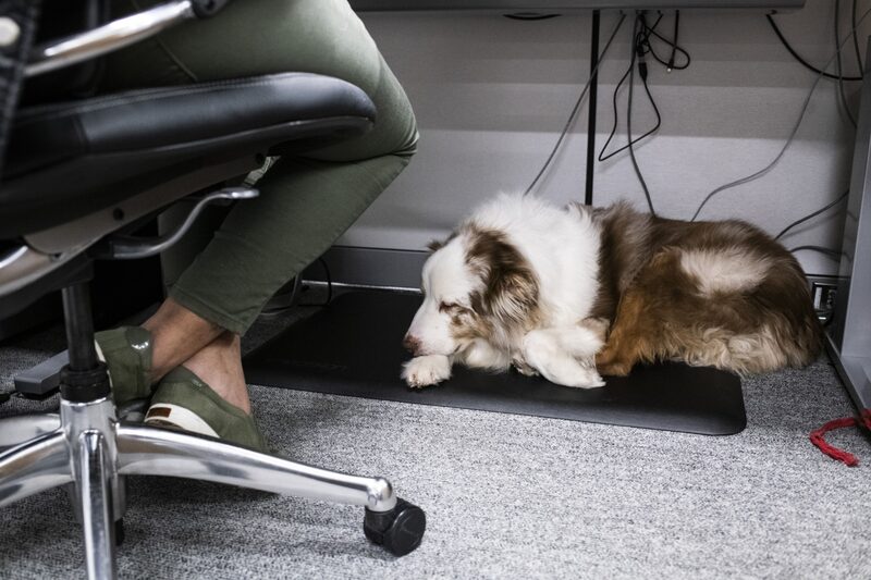 Cachorro em escritório da Ford, nos EUA. Cachorro em escritório da Ford, nos EUA.