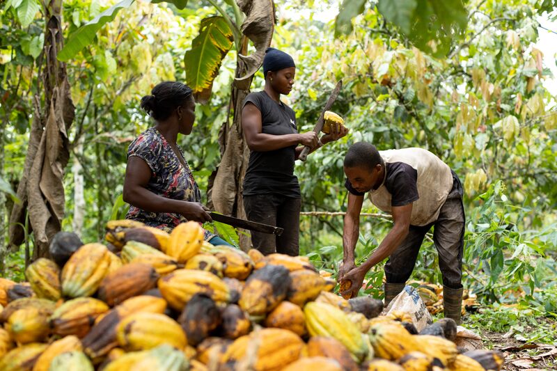 A pile of cocoa pods, showing signs of black pod disease, during a harvest at a farm in the town of Kwabeng, Ghana, on Sunday, Oct. 22, 2023. Punishing rains and the relentless creep of black pod disease push futures to their highest since the 1970s. Photographer: Paul Ninson/Bloomberg A pile of cocoa pods, showing signs of black pod disease, during a harvest at a farm in the town of Kwabeng, Ghana, on Sunday, Oct. 22, 2023. Punishing rains and the relentless creep of black pod disease push futures to their highest since the 1970s. Photographer: Paul Ninson/Bloomberg