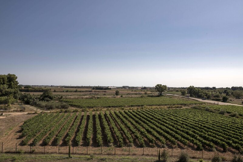 Na Cave Héraclès, a maior cooperativa de vinhos orgânicos do país, mais de 200 tanques de aço inoxidável da altura de prédios de seis andares ainda estão cheios com a produção do ano passado Na Cave Héraclès, a maior cooperativa de vinhos orgânicos do país, mais de 200 tanques de aço inoxidável da altura de prédios de seis andares ainda estão cheios com a produção do ano passado