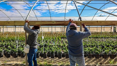 Citricultura em alerta: frio extremo na Flórida coloca em xeque safra de laranjas Citricultura em alerta: frio extremo na Flórida coloca em xeque safra de laranjas