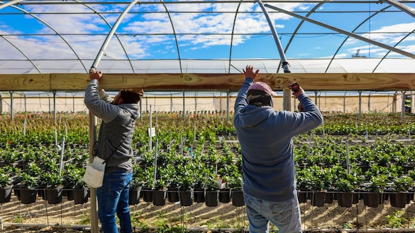 Citricultura em alerta: frio extremo na Flórida coloca em xeque safra de laranjas Citricultura em alerta: frio extremo na Flórida coloca em xeque safra de laranjas