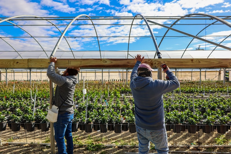 O Departamento de Agricultura dos EUA, o USDA, previu que a colheita de suco de laranja desta temporada pode ser a menor desde 1930. O Departamento de Agricultura dos EUA, o USDA, previu que a colheita de suco de laranja desta temporada pode ser a menor desde 1930.