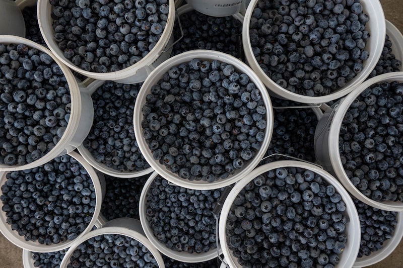 A Blueberry Harvest And Packing Facility As Mexican Berry Industry To Grow In 2022 A Blueberry Harvest And Packing Facility As Mexican Berry Industry To Grow In 2022