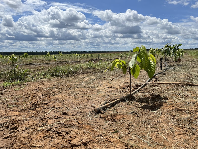 Brazil New Cocoa Fronteir Brazil New Cocoa Fronteir