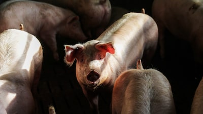 China reduz tarifas sobre carne suína da UE. Mas pressão sobre produtores persiste China reduz tarifas sobre carne suína da UE. Mas pressão sobre produtores persiste